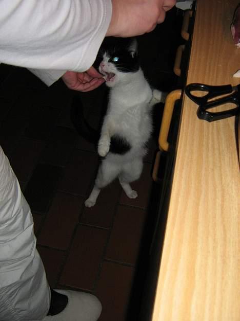 Huskat zindi - Her får jeg and ved min mor - uhmmm........ Elsker mad.. billede 5