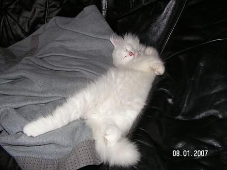 Norsk Skovkat Charla cats Toulouse,Ozzy billede 7