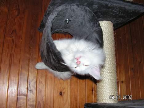 Norsk Skovkat Charla cats Toulouse,Ozzy billede 8