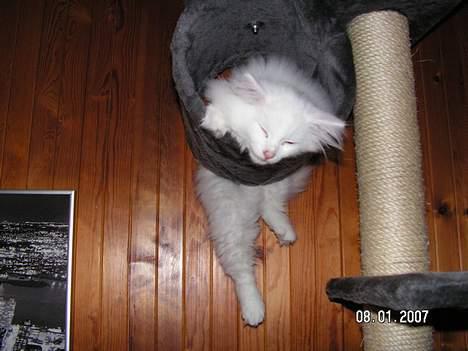 Norsk Skovkat Charla cats Toulouse,Ozzy billede 9