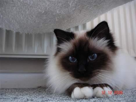 Hellig Birma Dk Silky Sox Malou billede 14