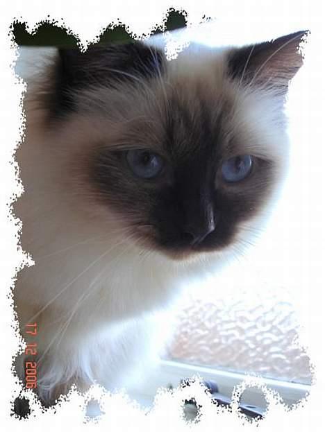 Hellig Birma Dk Silky Sox Miss Maggie billede 17