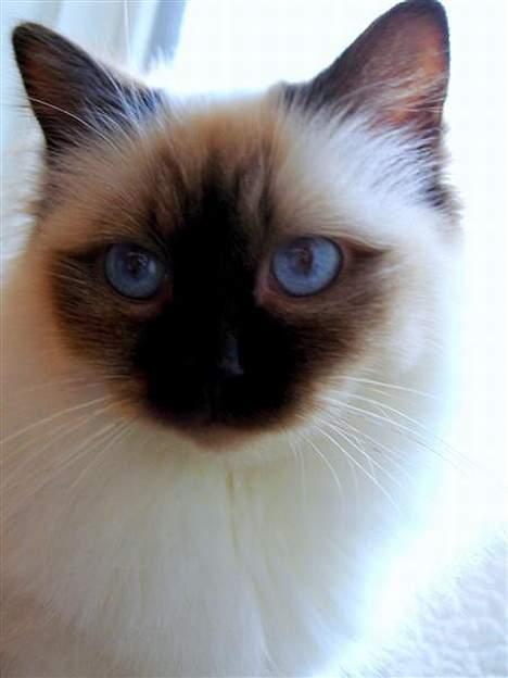 Hellig Birma Dk Silky Sox Miss Maggie billede 18