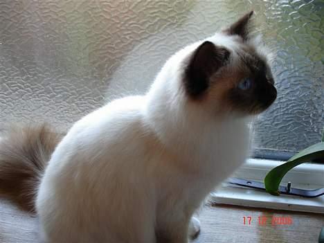 Hellig Birma Dk Silky Sox Miss Maggie billede 19