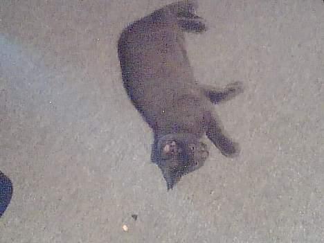 Huskat Bella-død13-5-07 billede 1