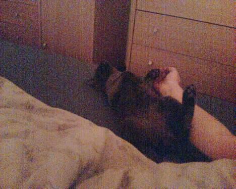 Huskat Bella-død13-5-07 billede 2