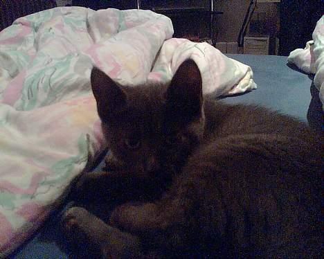 Huskat Bella-død13-5-07 billede 3