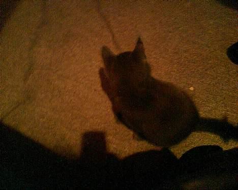 Huskat Bella-død13-5-07 billede 4