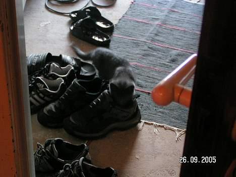 Huskat Bella-død13-5-07 billede 5