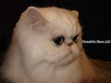 Perser Nancy gail billede 1