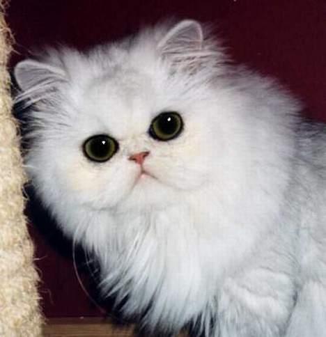 Perser Nancy gail billede 2