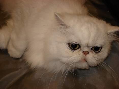 Perser Nancy gail billede 3