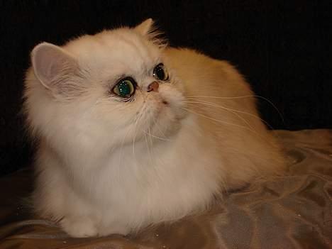 Perser Nancy gail billede 4