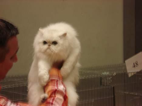 Perser Nancy gail - nancy på udstilling ( eric reijers holder) billede 5