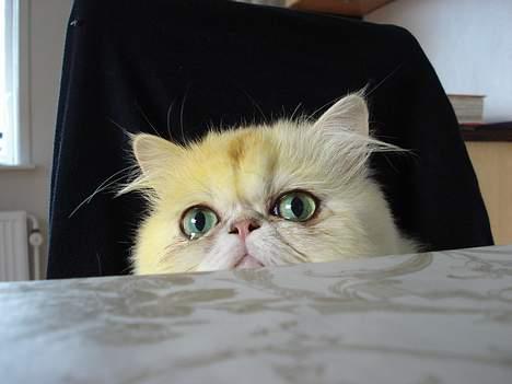 Perser giovanna billede 1