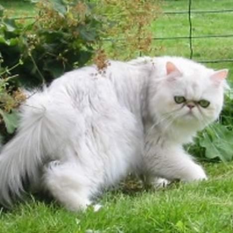 Perser giovanna billede 2