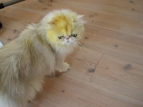 Perser giovanna - her holder vi også gule perser*GG* ( blomster kan være en stor passion for perser også) billede 3