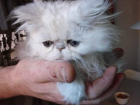 Perser Aske billede 1