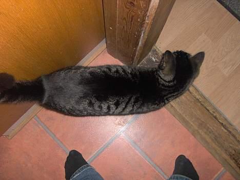 Huskat sille (min brors ) billede 6