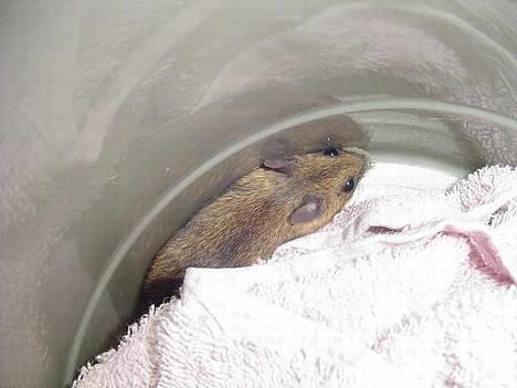 Blanding af racer Sylle    (Død...) billede 10