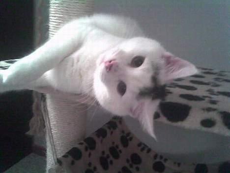 Huskat Simba(hos svigermor) - Heej heej ;D Jeg er såe dejlig , synes du ikke ?  billede 3