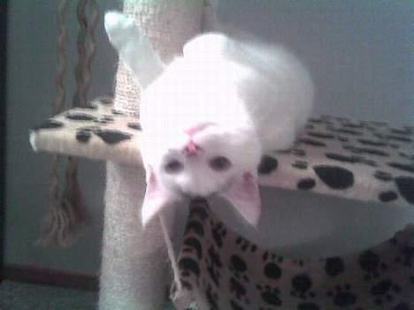 Huskat Simba(hos svigermor) - Jeg leger bare lidt her .. :D billede 5