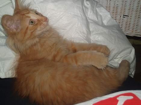 Norsk Skovkat Bacardi  billede 7