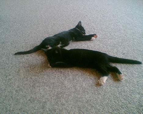 Huskat mille og emil - der har jeg lige hente dem der var de 12 uge. den der ligger første er han katte og bage ved er hun katte billede 2