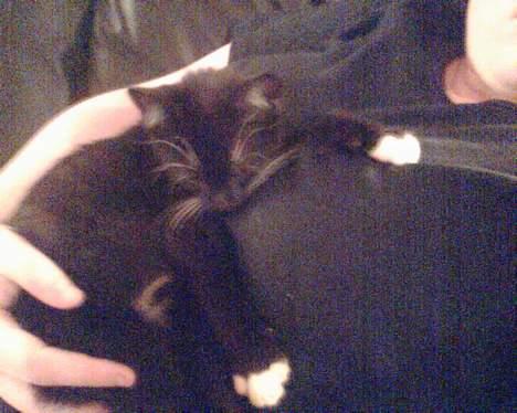 Huskat mille og emil - han katte emil billede 4