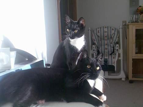 Huskat mille og emil - det er det nye billede af dem han katte emil som ligge ned og hun katte mille sidder . det er tage for en uge sinde. billede 5