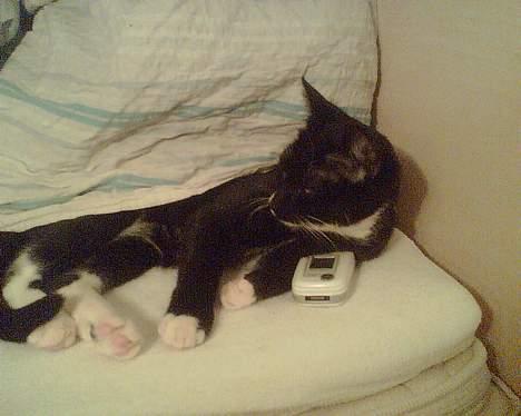 Huskat mille og emil - ja mille er telefon passer det er det bedste hun ved og ligge på mobil..  billede 9