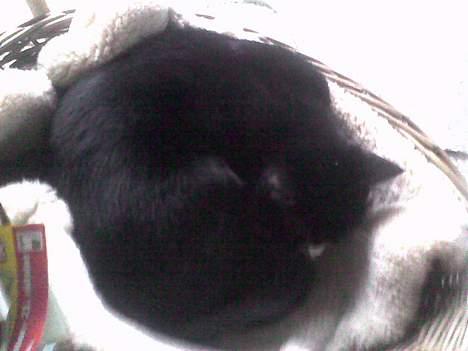 Huskat Mis billede 16