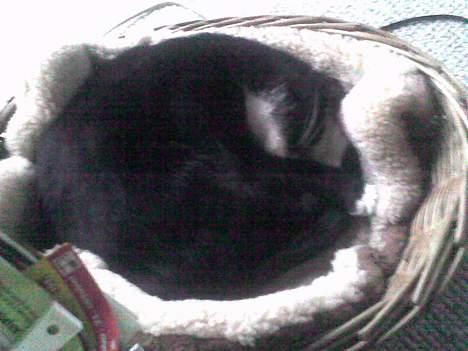 Huskat Mis billede 17