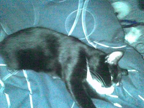 Huskat Mis billede 18