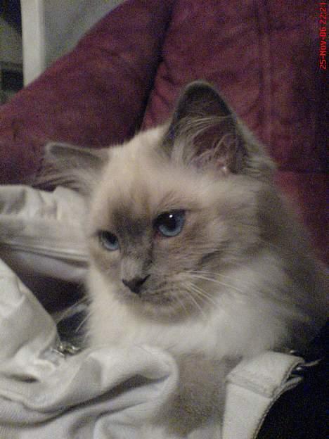 Hellig Birma Kasmir - Det er bare dejligt i min mors taske :) billede 2