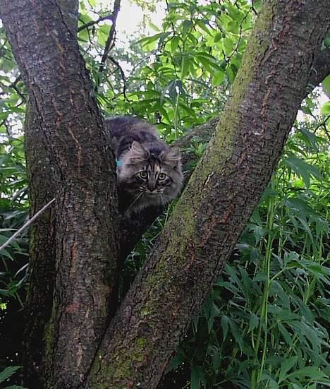 Norsk Skovkat Katja - i katja "unge" dage var hun rigtig glad for at klatre i træer, men den tid er hvist fordi nu =) billede 15
