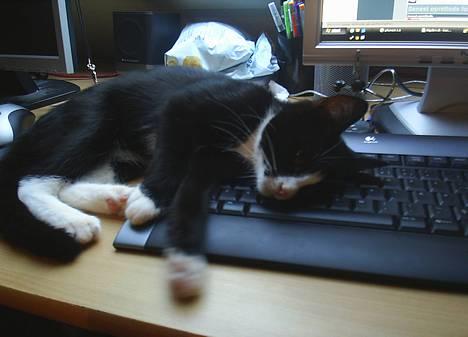 Blanding af racer Sira <3 Død.. :´( - Ja det er så kedelig når mor og far bare sidder ved deres computere.. :) billede 20