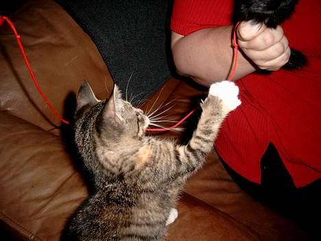 Huskat Mille - Mille som bette billede 9