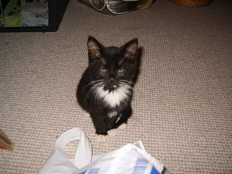 Huskat Morgan billede 1