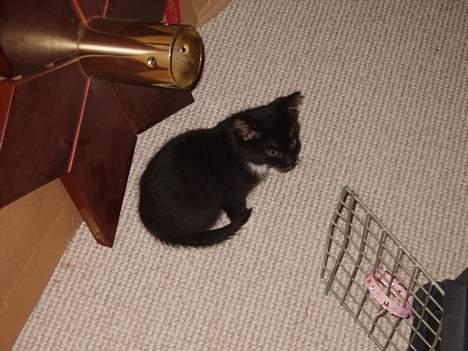 Huskat Morgan billede 2