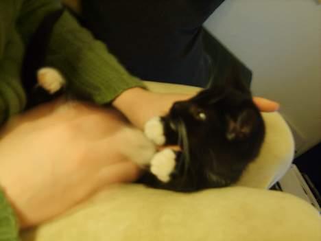 Huskat Morgan billede 3