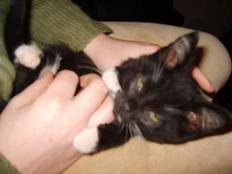 Huskat Morgan billede 4