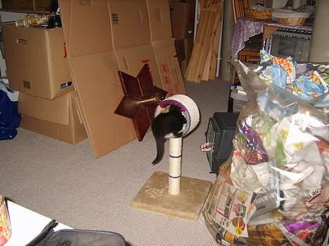 Huskat Morgan billede 5