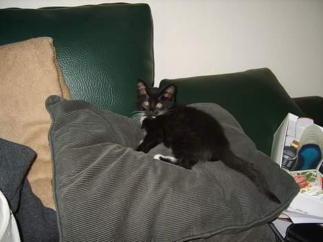 Huskat Morgan billede 6