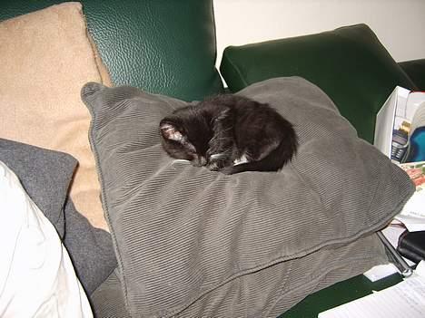 Huskat Morgan billede 7