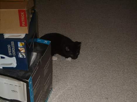 Huskat Morgan billede 8