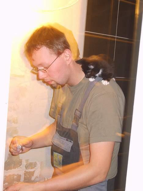 Huskat Morgan billede 9