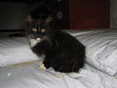 Blanding af racer Figaro - Figaro d. 8-1-2007 billede 2