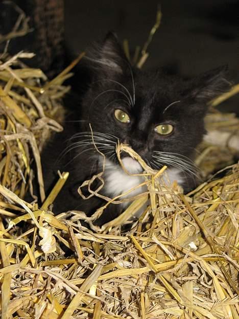 Blanding af racer Figaro - Figaro i halmen d. 8-1-2007 billede 4