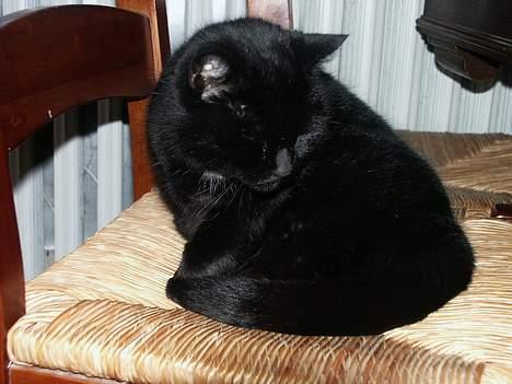 Huskat Misse mor billede 10